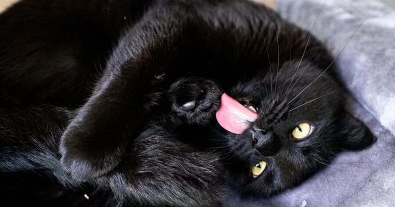 gato negro pelaje alergia
