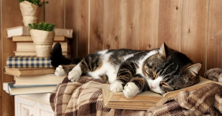 gato anciano siesta