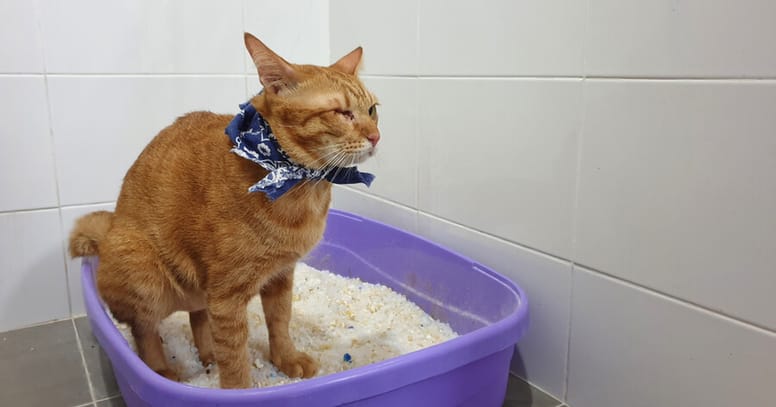 Arena de sílice gatos