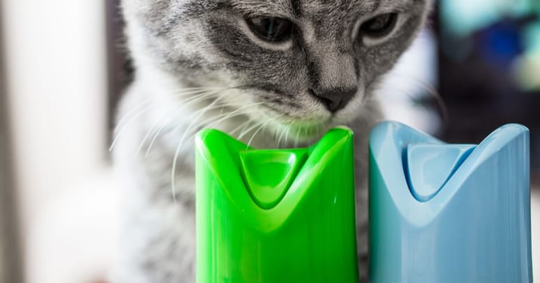 ambientador gatos peligro