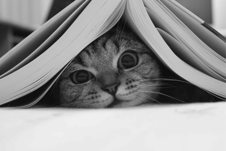 gato bajo un libro