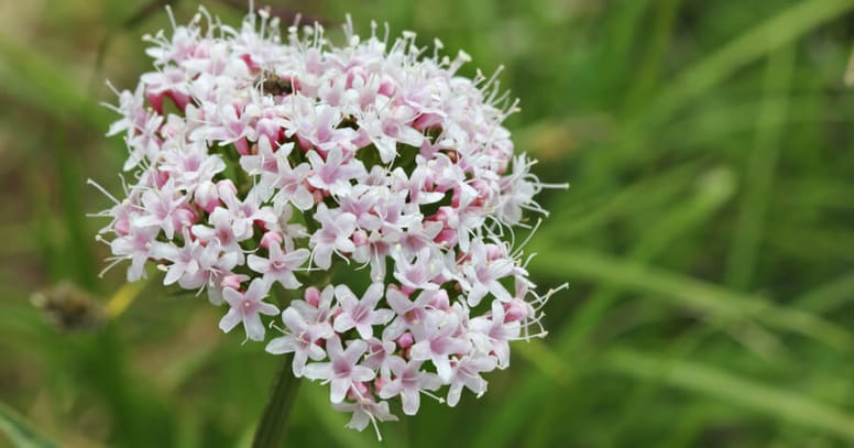 valeriana para gatos