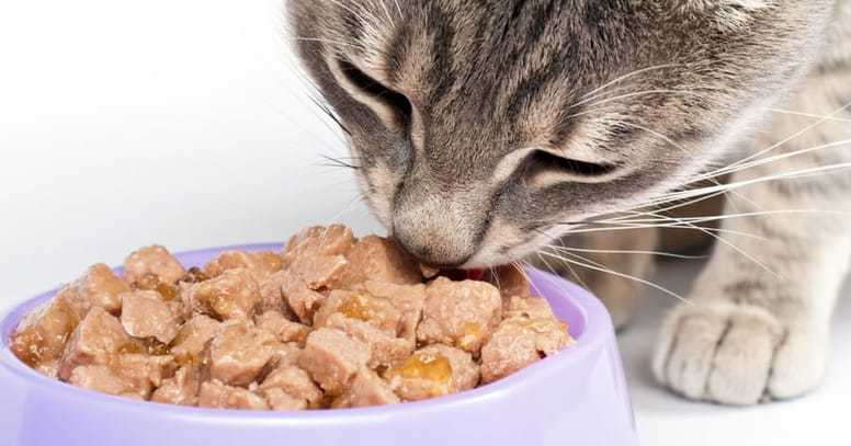 gato comiendo comida humeda