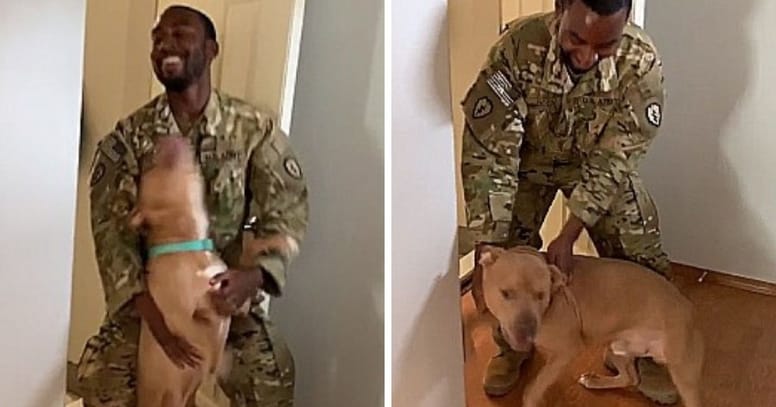video perro pitbull alegria regreso dueño