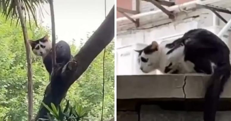gato mirada triste viral