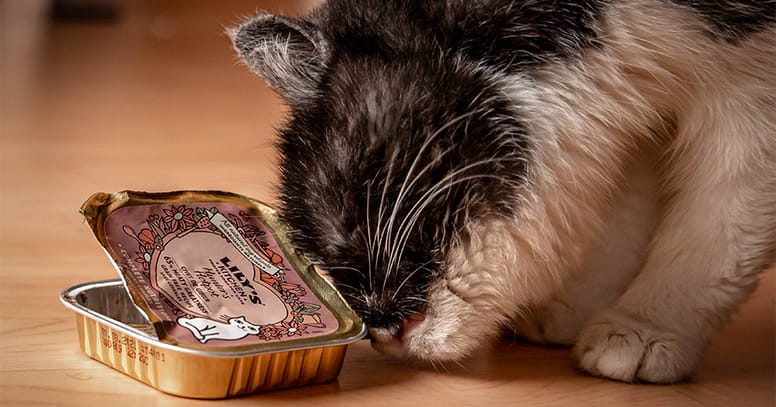 gato adulto comiendo