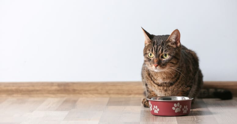 gato plato