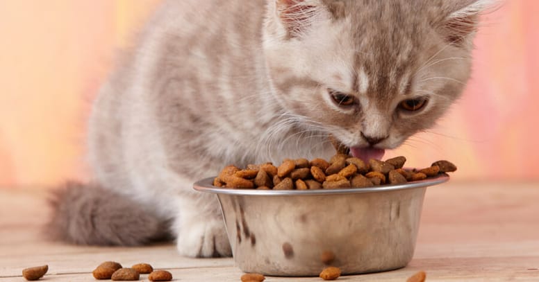 gato comiendo croquetas
