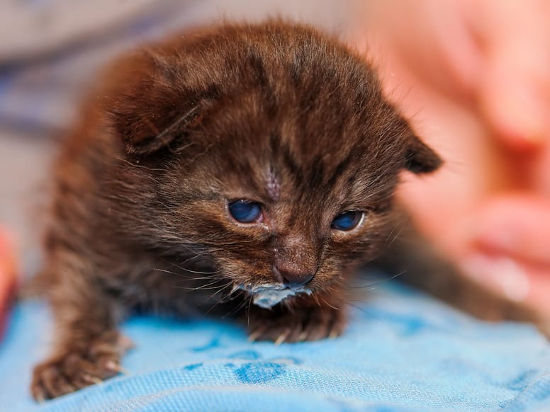 gatito bebe toma leche
