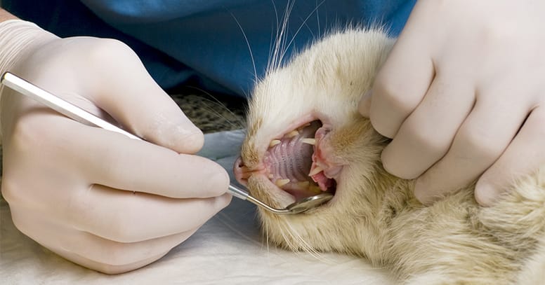 veterinario limpiando dientes gato