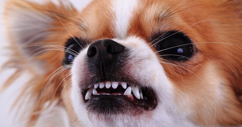chihuahua problemas mentales