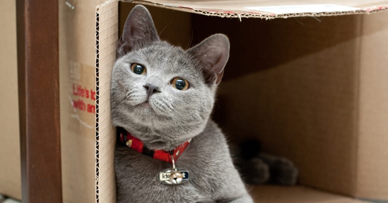 gato gris caja de carton