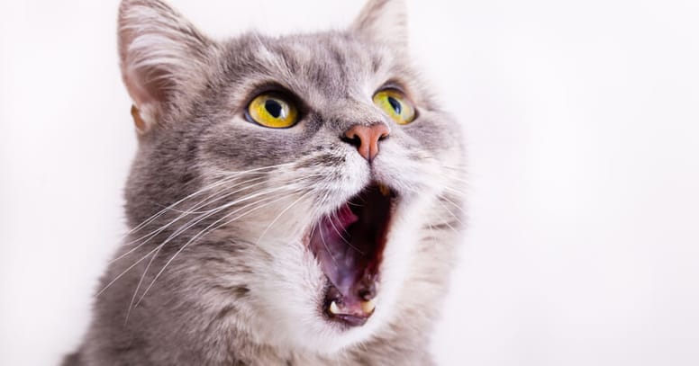 gato maullando