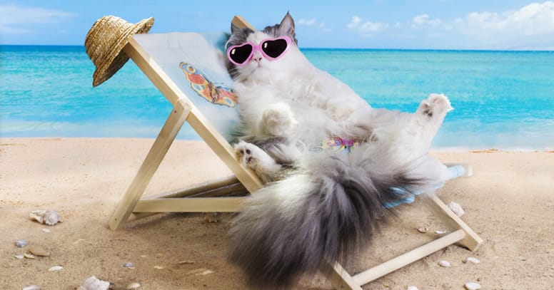 gato tomando el sol playa