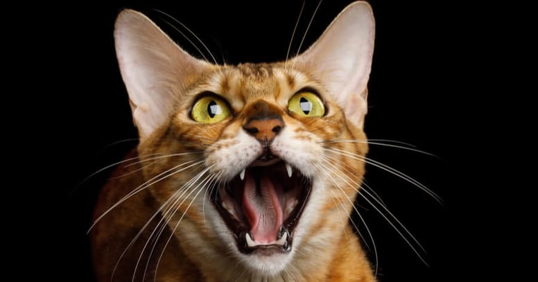 gato bengala salvaje