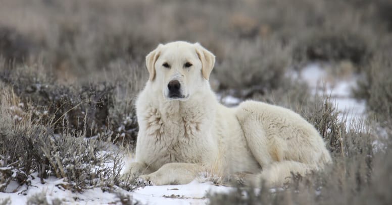 Kuvasz perro gigante
