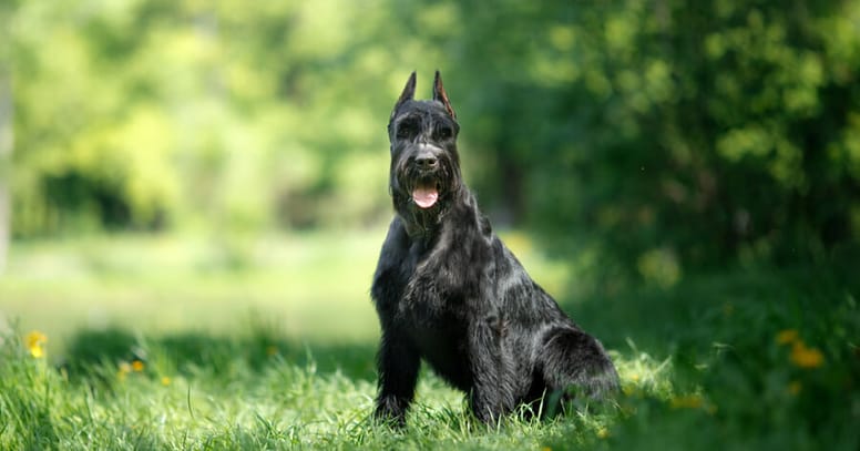 Schnauzer gigante razas de perro grandes