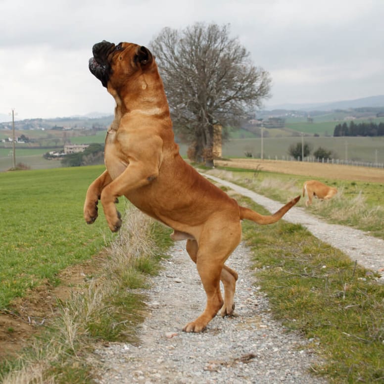 bullmastiff perro gigante salto