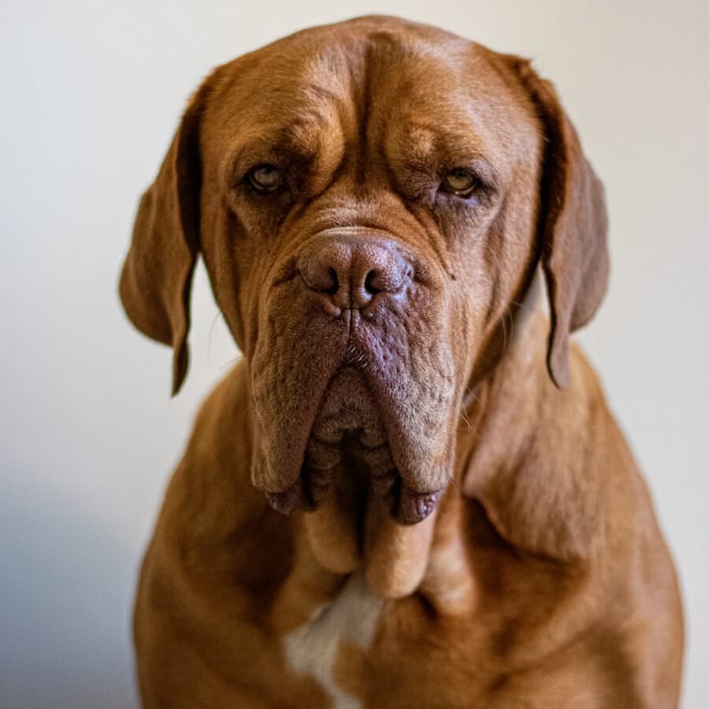 razas perros gigantes dogo de burdeos
