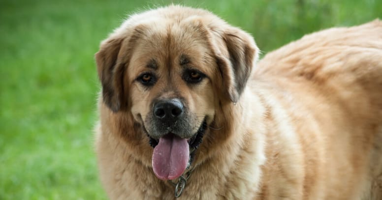 dogo del tibet perro gigante