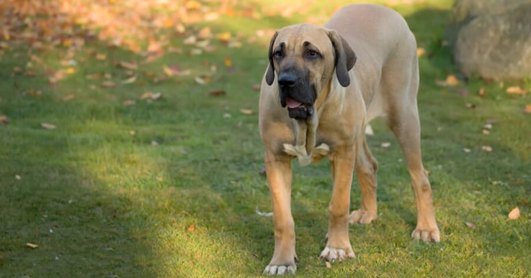 perros gigantes razas fila brasileiro