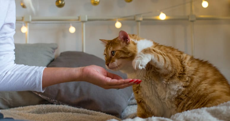 gato esterilizado comiendo de la mano de su humana