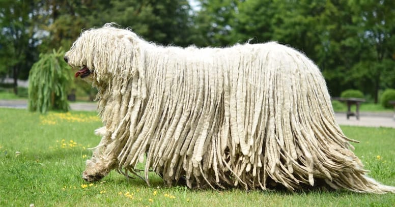komondor razas de perros gigantes
