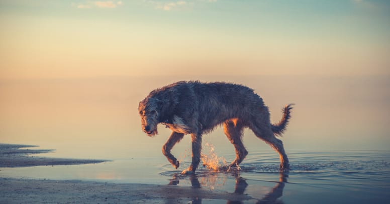 lebrel irlandes perros gigantes