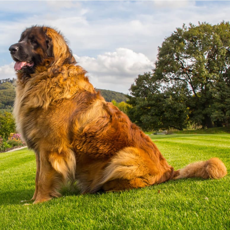 leonberger perros gigantes razas