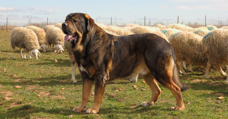 mastin español perros razas gigantes