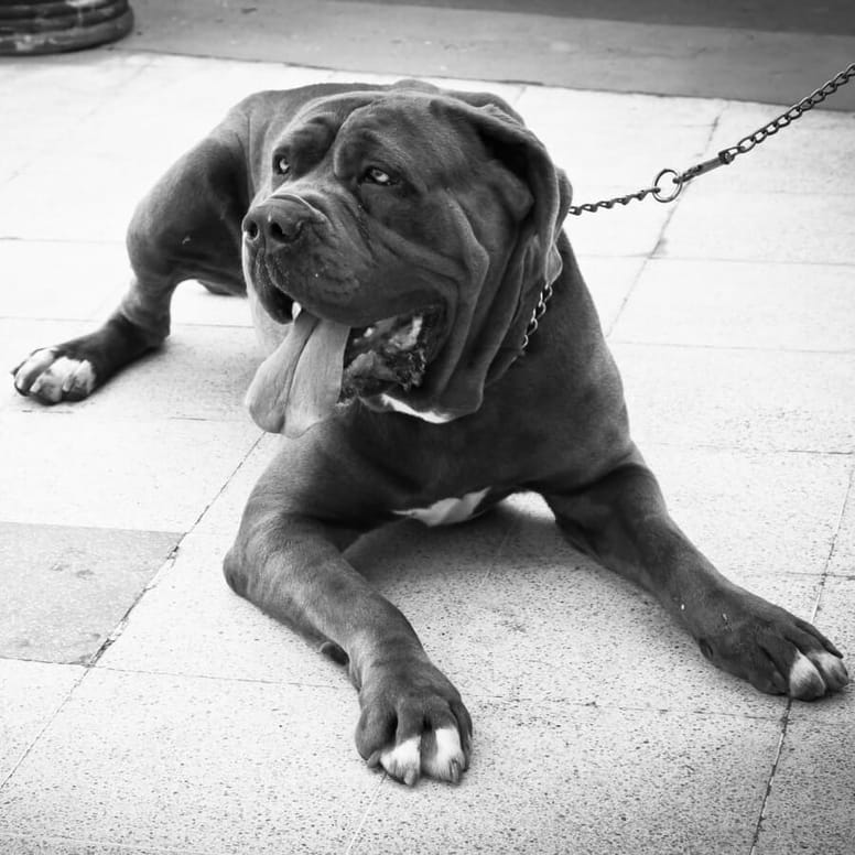 mastin napolitano razas de perro gigantes