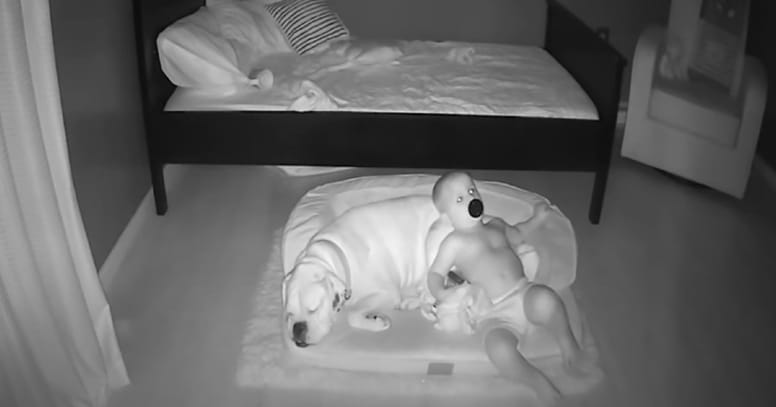 niño durmiendo canasta perro