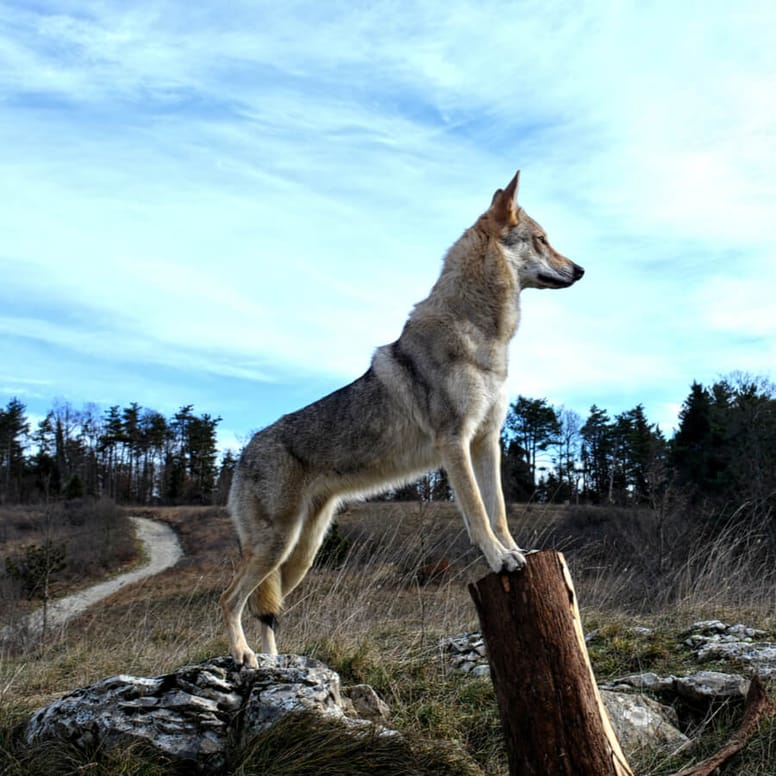 Perro lobo checoslovaco razas de perros gigantes