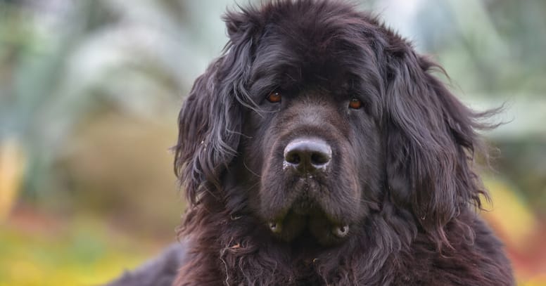 terranova perro tamaño gigante