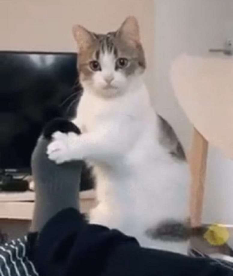gatito coge del pie a un hombre