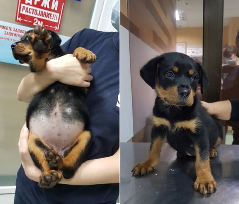 cachorro de rottweiler con la barriga llena en el veterinario