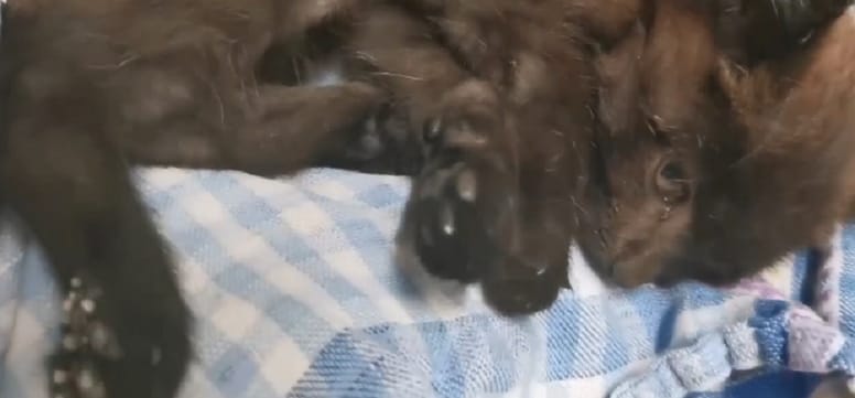 gatito negro tumbado manta de cuadros