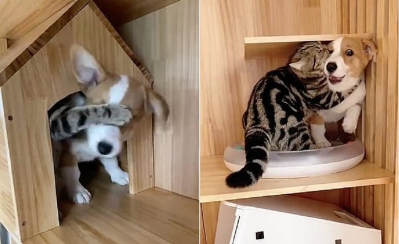 gato impide que perro se mueva