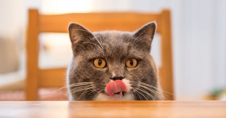 gato relamiendose tras comer croquetas grain free
