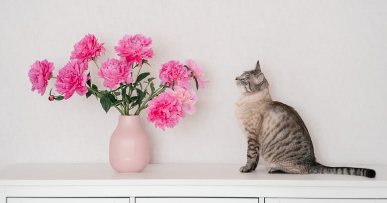 gato mueble alergia