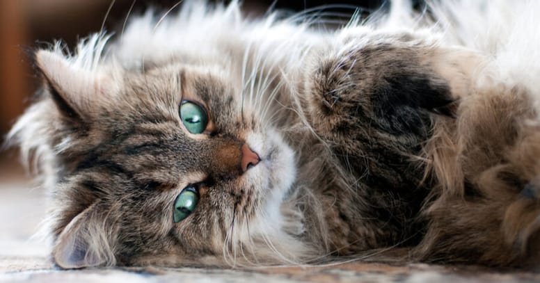 gato siberiano causa alergia
