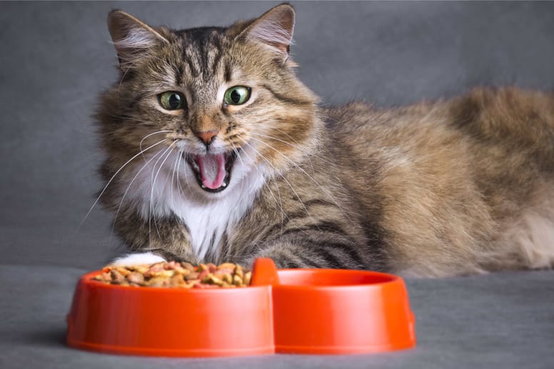 gato comiendo croquetas cambiar la dieta