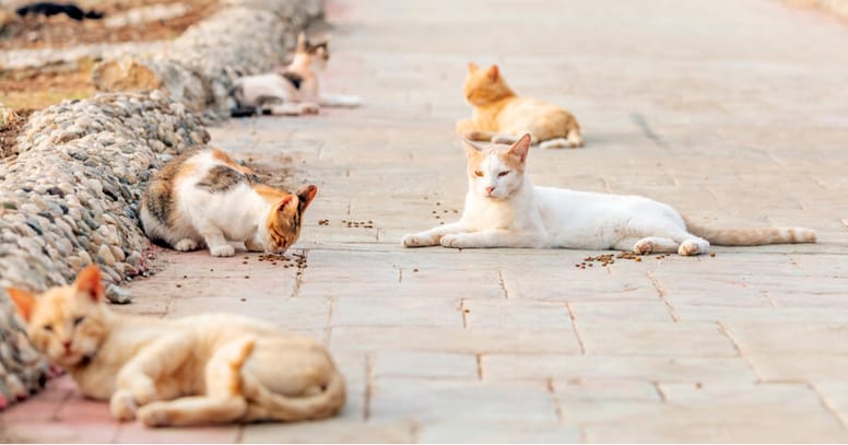 gatos colonia felina estado alarma