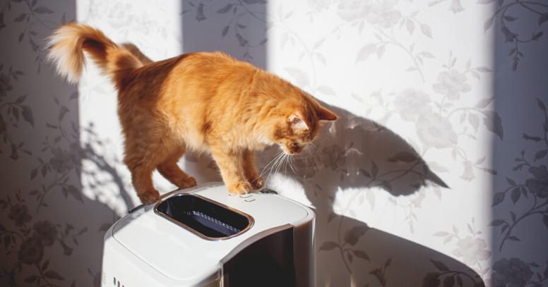 purificador aire gato