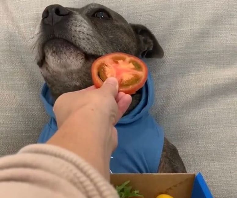 pitbull comiendo tomate