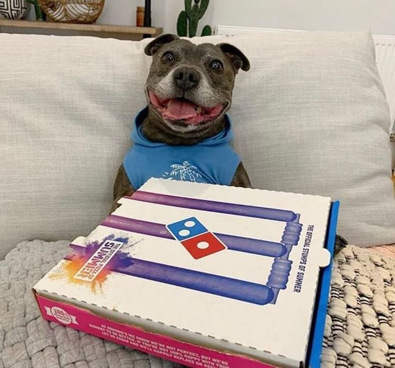 perro con caja de pizza