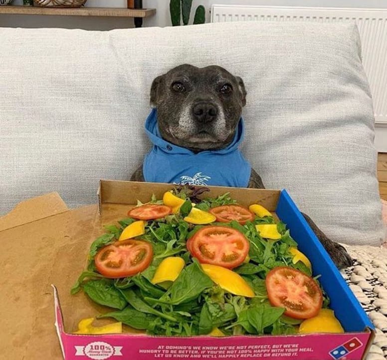 perro cara seria