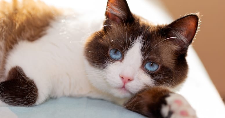 gato snowshoe ojos azules