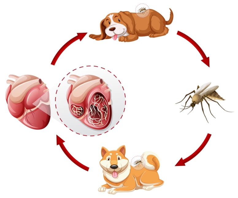 ciclo de vida gusano del corazón