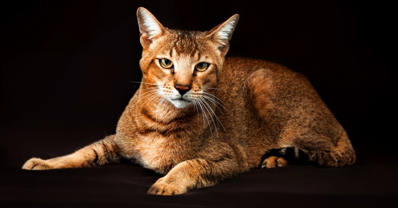Chausie raza gato gigante
